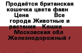 Продаётся британская кошечка цвета фавн › Цена ­ 10 000 - Все города Животные и растения » Кошки   . Московская обл.,Железнодорожный г.